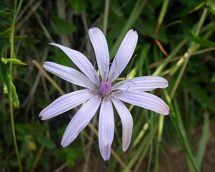 Scorzonera rosea / Scorzonera rosea